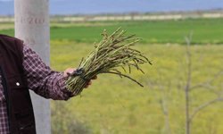 Aydın'da örnek emekli: Doğadan topluyor, ihtiyaç sahiplerine dağıtıyor!