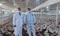 Aydın’da tavukçuluk sektörü ayakta: Üretim devam ediyor