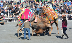 İlk deve güreşi İncirliova'da yapılacak: Başkan Kaya, festival tarihini açıkladı