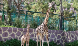 Türkiye'de bir ilk: İsmi anketle belli olacak