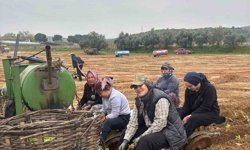 Karacasu’da çiftçilerin tütün mesaisi başladı