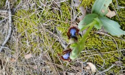 Karacasu ormanlarında görsel şölen: Nadir orkideler çiçek açtı