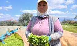 Karacasu'da 25 yıllık tütün üreticisi: "Maliyetleri konuşmaya gerek bile yok"