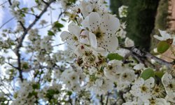 Karacasu’da bahar mesaisi: Çiçek açan ağaçlar kartpostallık görüntüler oluşturdu