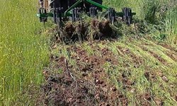 Karacasu’da bahar mesaisi: Çiftçiler yabani otla mücadele ediyor