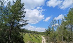 Karacasu’da baharın habercisi: "Orman Fistosu" kameralara yansıdı