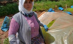 Karacasu’da üreticinin emeğine “Bıçaklı” darbe: Tütün ocaklarını delik deşik ettiler!