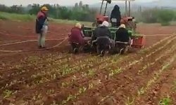 Karacasulu muhtardan tütün firmalarına avans isyanı: "Bu son nesil, çiftçinize sahip çıkın"