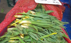 Çiriş otu nedir, faydaları neler? Kuşadası’nda tezgâhlarda yoğun talep