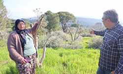 Koçarlı’da kesilen 551 ağaç için Ziraat Odası devrede