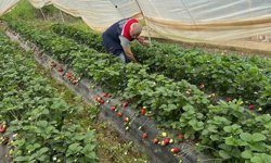 Köşk’te çilekte pestisit denetimi sürüyor