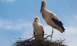 Kuşadası’nda 40 yıl sonra leylek sevinci
