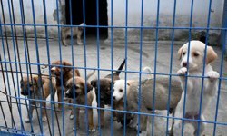 Kuşadası'nda 'Satın alma sahiplen' sloganıyla seferberlik büyüyor