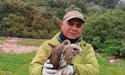 Kuşadası’nda yaralı şahin tedavisinin ardından doğaya bırakıldı