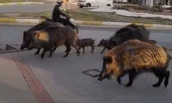 Kuşadası'nın sempatik sakinleri kent merkezine indi