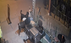 Nazilli tedirgin :Sokak köpekleri dehşet saçıyor