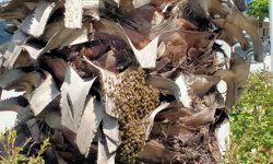 Nazilli'de arı istilası: Şehir merkezine doluştular