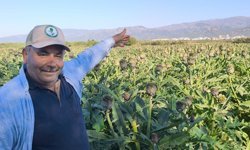 Nazilli’de bir ilk: Kıbrıs enginarı yetiştirildi