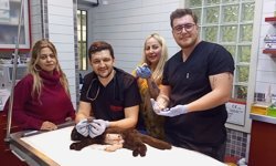 Nazilli'de mucize doğum: Çift başlı kedi dünyaya geldi