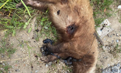 Nazilli'de vahşet: Ne istediniz o masumdan!