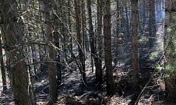 Kuyucak'taki orman yangınında son durum
