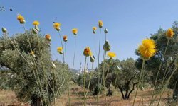 Sahip çıkmazsak 'Tülüşah'ı kaybedeceğiz
