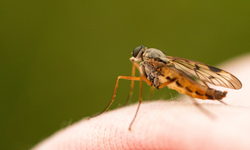 Vatandaş kimi arayacak? Aydın'da haşereler yargı kararını bekleyecek