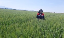 Tarım arazilerinde hastalık ve zararlı mesaisi