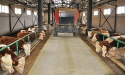 Gençlere maaşlı çiftlik fırsatı! 5 yıl çalışana çiftlik verilecek