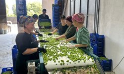 Türkiye’nin ilk ‘Küllü Papaz Eriği’ İncirliova’dan