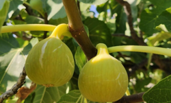 Buharkent’te incir üreticilerine önemli uyarı