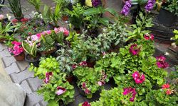 Yetiştirdiği çiçeklerle geçimini sağlıyor: Nazilli pazarının güler yüzü Cemile Teyze