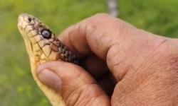 Bozdoğanlı çiftçinin yılanla diyaloğu sosyal medyada ilgi gördü