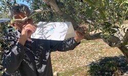 Zeytin güvesine karşı tuzak kurulumları başladı