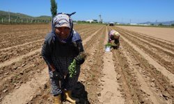 Aydın’da biberler toprakla buluştu