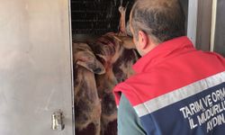 Köşk’te Kurban Bayramı boyunca veteriner denetimleri sürecek