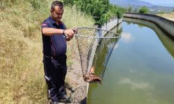 Bozdoğan’da sulama kanalına düşen kartal kurtarıldı