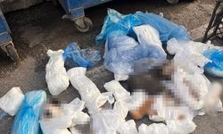 Başsavcılık itiraz etmişti: 33 ölü kedi vahşetinde yeni gelişme
