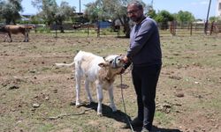 17 yıllık avukatlığı bıraktı, Aydın'da hayvancılığa başladı