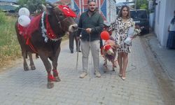Aydınlı genç, nişanlısına hem dana hem koç hediye etti
