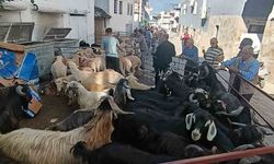 Bozdoğan Yazıkent’te Kurban Pazarı hareketlendi