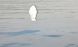 Didim açıklarında can pazarı; Mültecileri balıkçı teknesi kurtardı