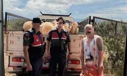 Didim'de bayram öncesi çalınan 13 koyun bulundu