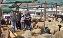 Didim’de kurbanlıklar satışta