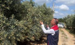 Didim’de Zeytin rekolte tespit çalışmaları başladı