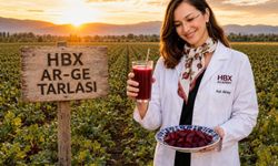 HBX Academy, kırmızı pancarı laboratuvara aldı