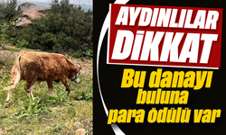Aydınlılar dikkat: Bu danayı buluna para ödülü var