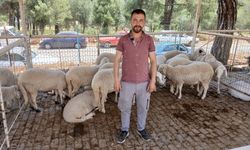 Karacasu'da turizm mezunu hayvancı: "Biz de bırakırsak şehirdekiler ne yiyecek?"