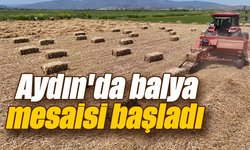 Aydın'da balya mesaisi başladı