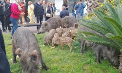 Sıcaklar artınca şehre indiler: Kuşadası’nda yaban domuzu sürüsü